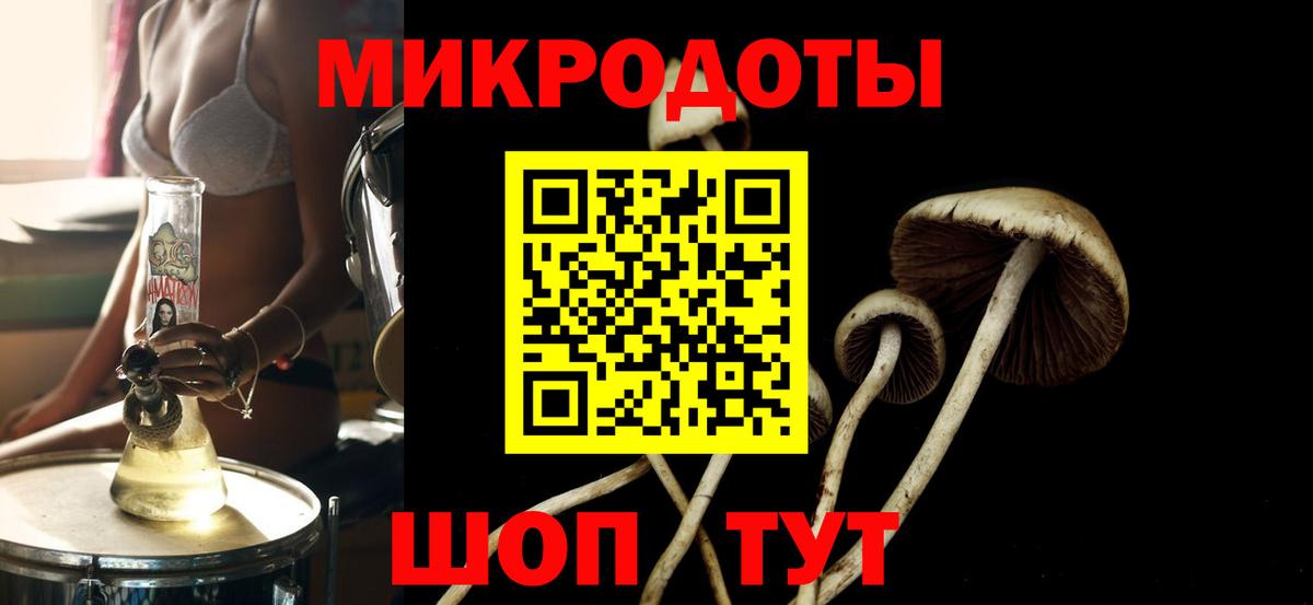 Галлюциногенные грибы Psilocybe Качканар